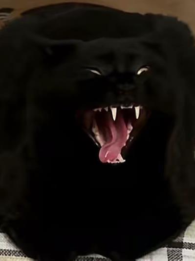 重生之黄猿的摆烂生活